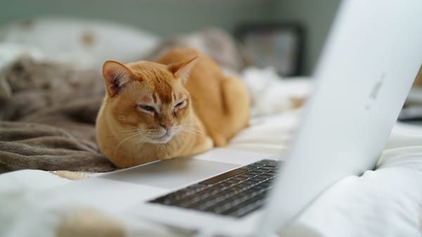 바이브 코딩, 코알못 기획자의 두 달 도전기와 비개발자를 위한 팁